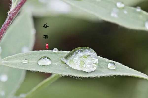 谷雨节气吃什么传统食物 谷雨节气养生吃什么