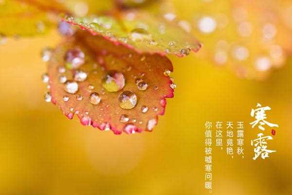 寒露节气是几月几日 寒露节