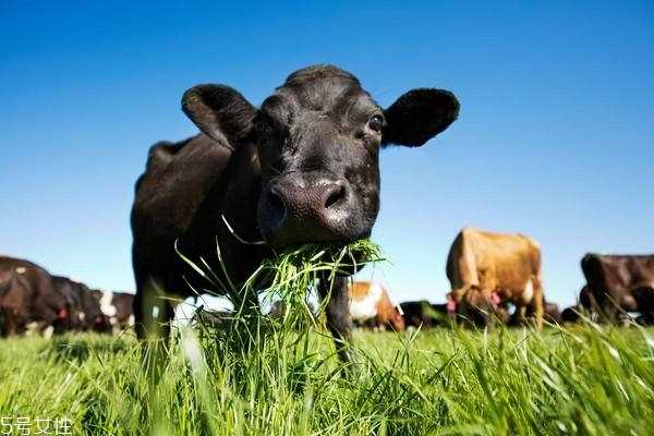 奶粉湿法和干法怎么分辨 配料表第1项是不是生牛奶