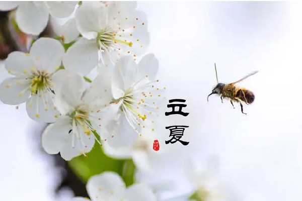 立夏吃蚕豆是什么意思 立夏吃安宫牛黄丸好吗