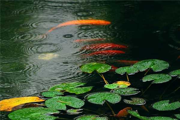 梅雨季节家里潮湿是开窗还是关窗 梅雨季节要注意什么