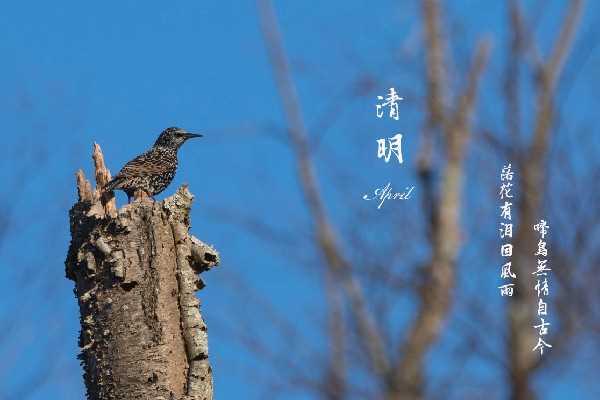 清明节插柳条是什么意思 清明节插青有什么讲究