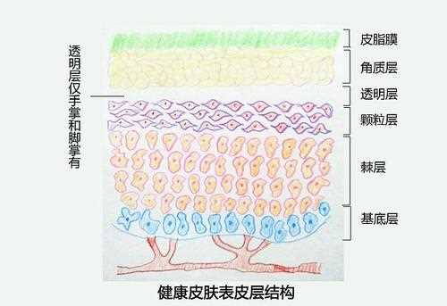 如何修复过薄的角质层 角质