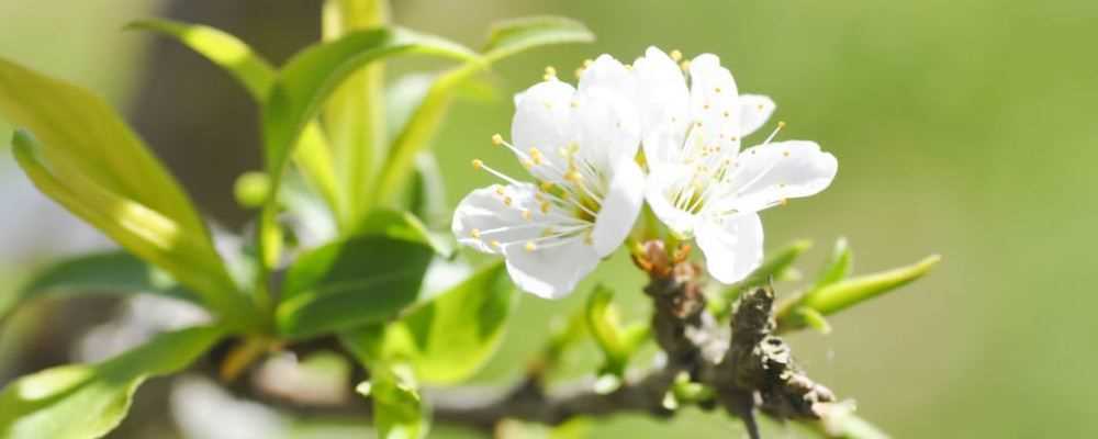 重阳节是几月几日 重阳节的习俗 重阳节为什么叫登高节