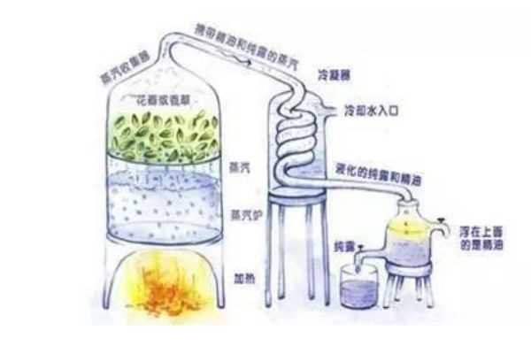 纯露可以用矿泉水稀释吗  稀释的比例