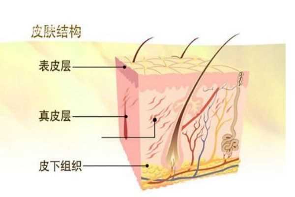 什么是角质层呢 角质层有什