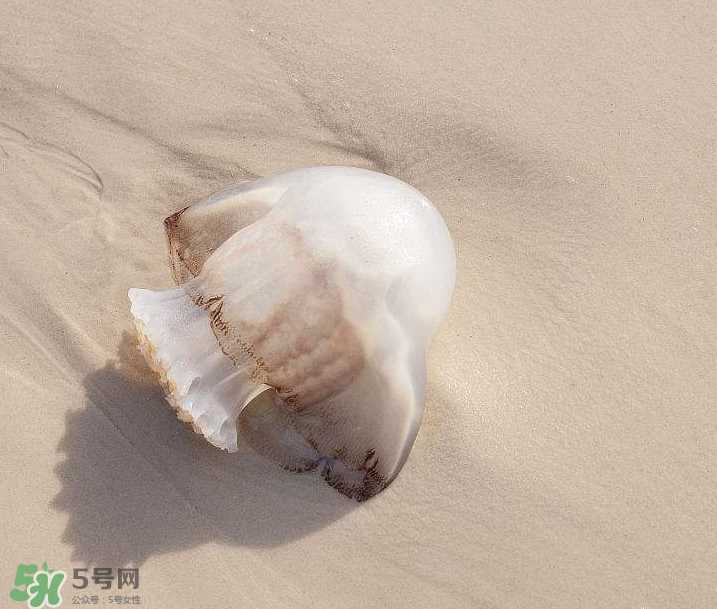 被海蜇蜇伤怎么处理？被海蜇咬了什么症状？