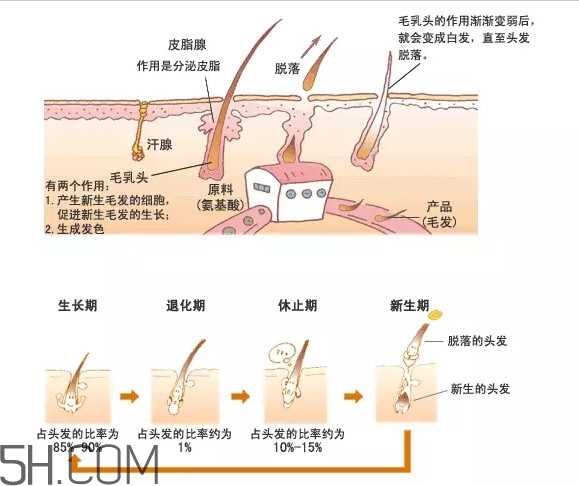 秃顶了还能长出头发吗？秃顶和