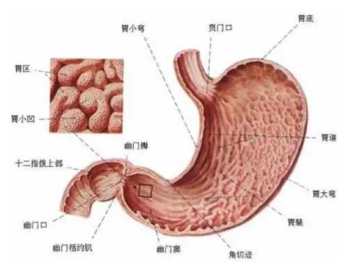 慢性胃炎是怎么造成的？吃烫食会引发胃炎