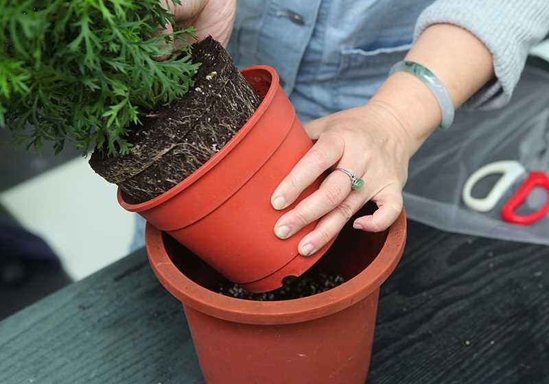 玛格丽特花怎么种养 少女花玛格丽特