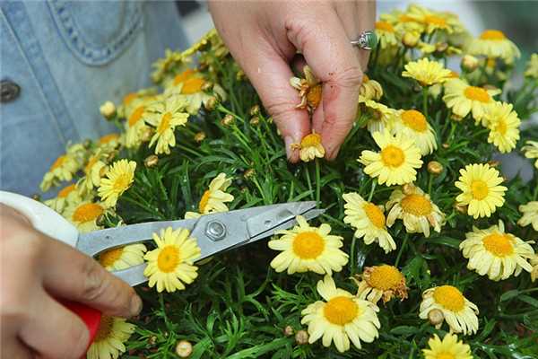 玛格丽特花怎么种养 少女花玛格丽特