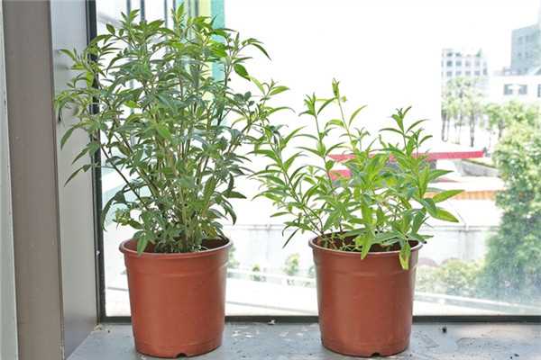 家里种什么植物可以驱蚊虫 这些植物还能入菜