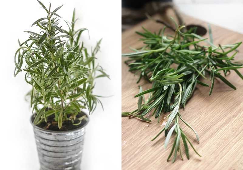 家里种什么植物可以驱蚊虫 这些植物还能入菜