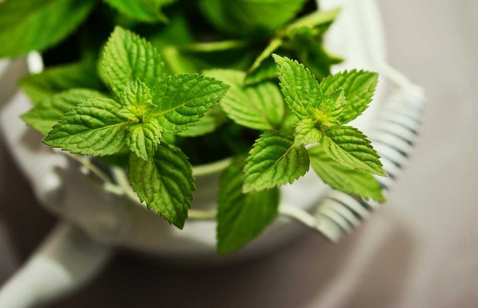 家里种什么植物可以驱蚊虫 这些植物还能入菜