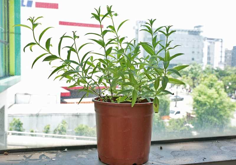 家里种什么植物可以驱蚊虫 这些植物还能入菜