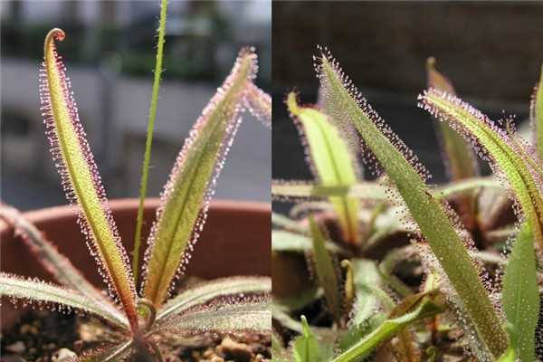 食虫植物有哪些 食虫植物哪些最好养