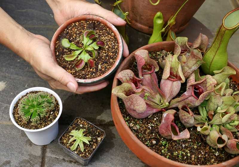 食虫植物有哪些 食虫植物哪些最好养