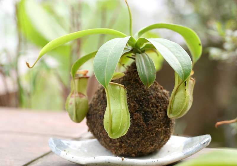 食虫植物有哪些 食虫植物哪些最好养