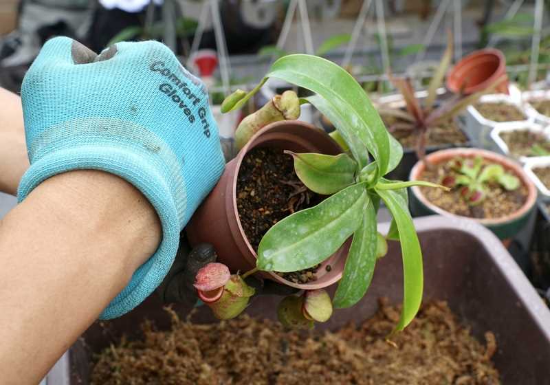 食虫植物有哪些 食虫植物哪些最好养