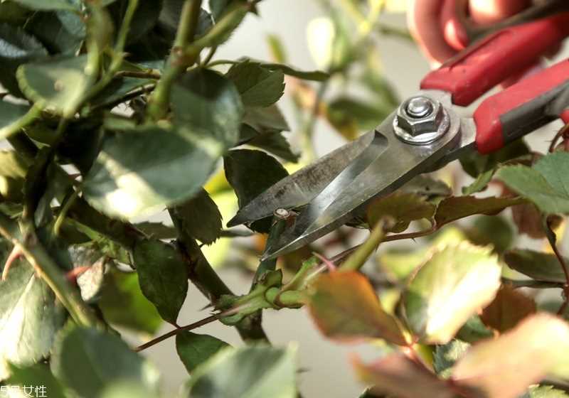 玫瑰花盆栽种植方法 玫瑰花盆栽在家这样养