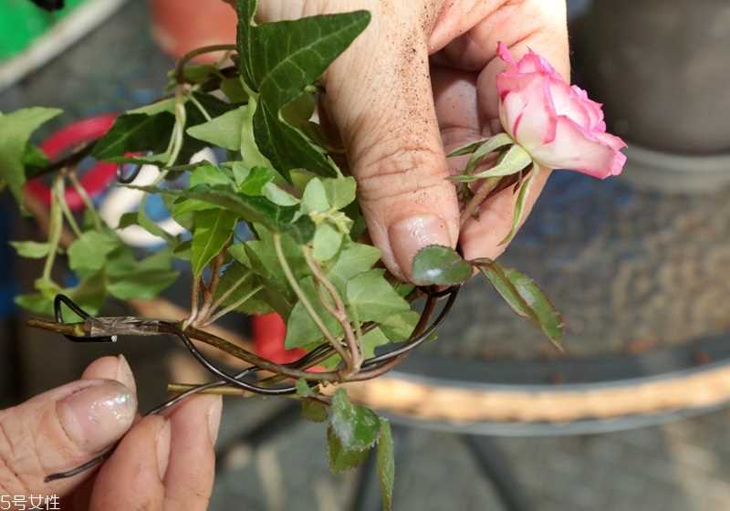 玫瑰花盆栽种植方法 玫瑰花盆栽在家这样养