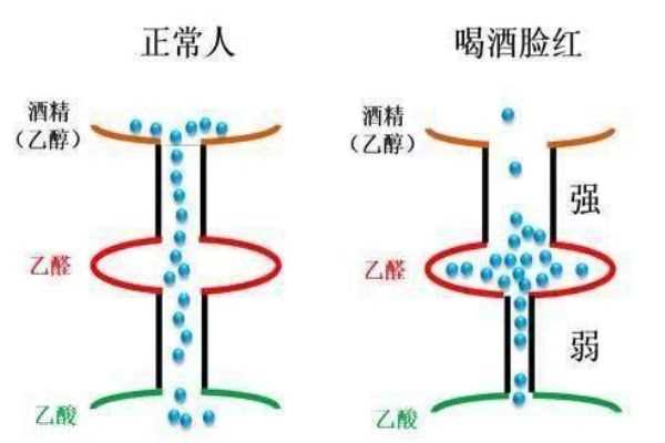 喝酒上脸的人酒量好吗 喝酒上脸好不好