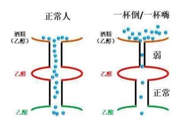 喝酒上脸的人酒量好吗 喝酒上脸好不好