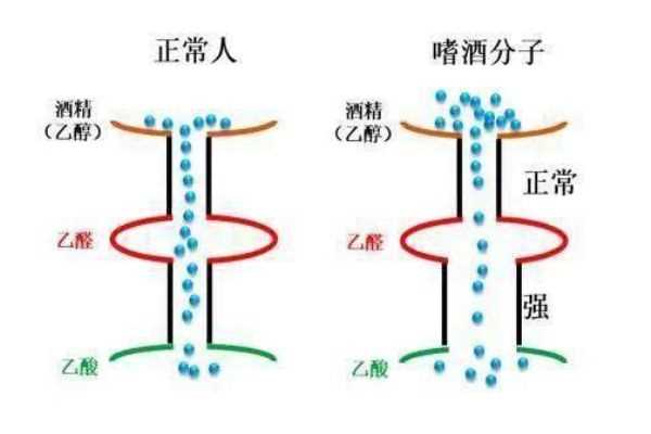 喝酒上脸的人酒量好吗 喝酒上脸好不好