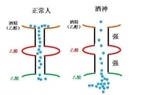 喝酒上脸的人酒量好吗 喝酒上脸好不好