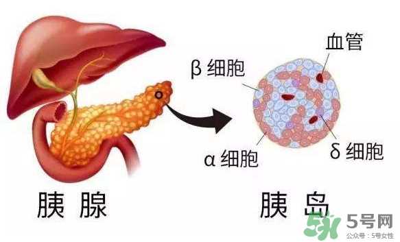 胰岛素为什么不能口服？胰岛素有什么副作用