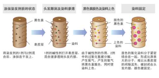 长效染发剂和短效染发剂哪个好 2种染发剂大pk